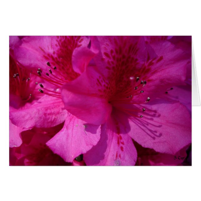 Azelea Eye, S Cyr (Anverso (Horizontal))