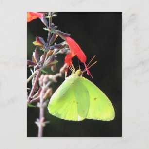 Azufre en la postal de Salvia