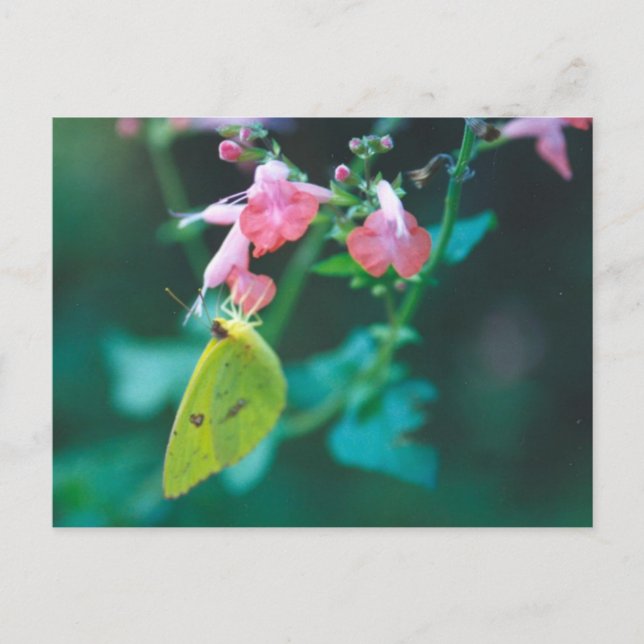 Azufre en la postal de Salvia (Anverso)