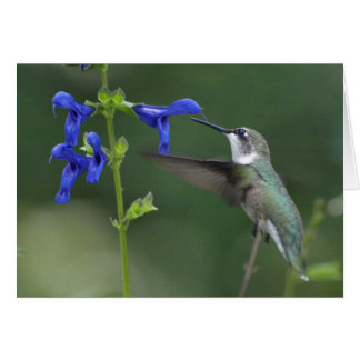 Azul 2 del zafiro del salvia del pájaro del