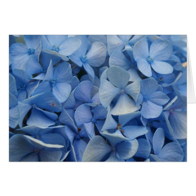 Azul carolina (Anverso (Horizontal))