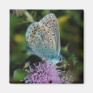 Azul común de la mariposa en el imán del cardo