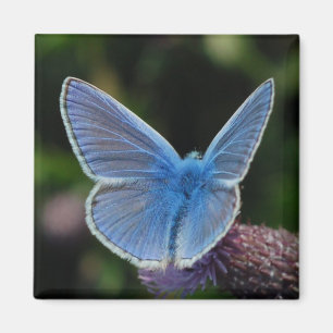 Azul común de la mariposa en el imán del cardo
