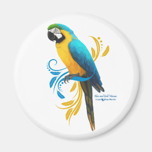 Azul e imán del Macaw del oro
