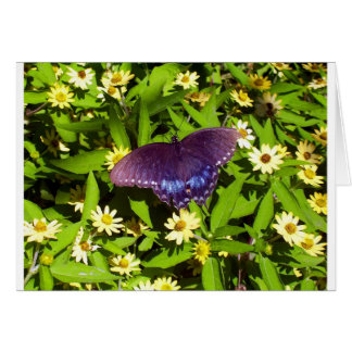 Azul iridiscente púrpura con alas de mariposa negr