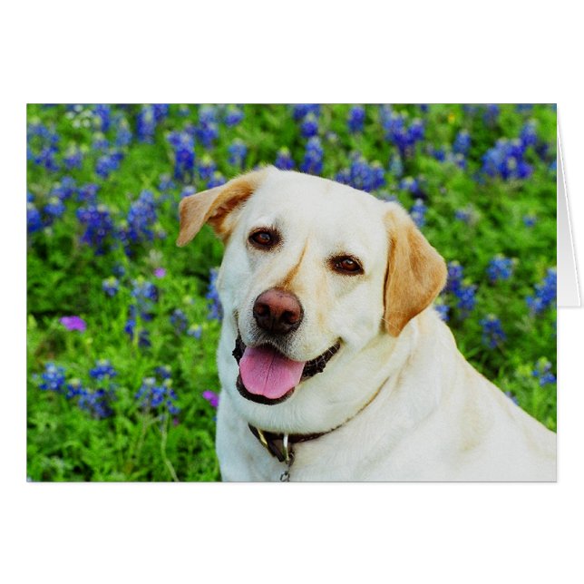 azul marino (Anverso (Horizontal))