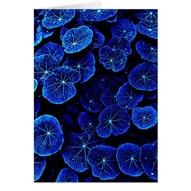 Azul Nasturtium hoja flor (Frente)