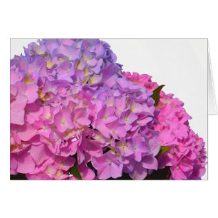 Azul rosa Hydrangeas flores púrpura elegantes