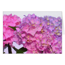 Azul rosa Hydrangeas flores púrpura elegantes