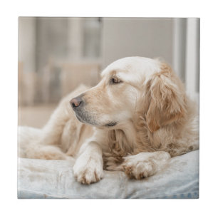 Azulejo 34137641_xxl