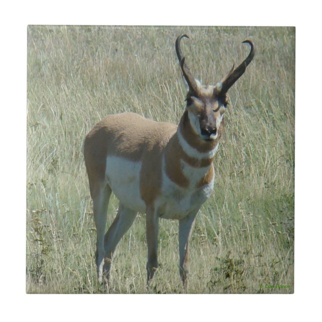Azulejo A13 Piel Antelope (Frente)