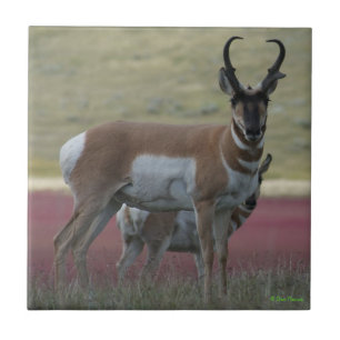 Azulejo A24 Pronghorn Antelope