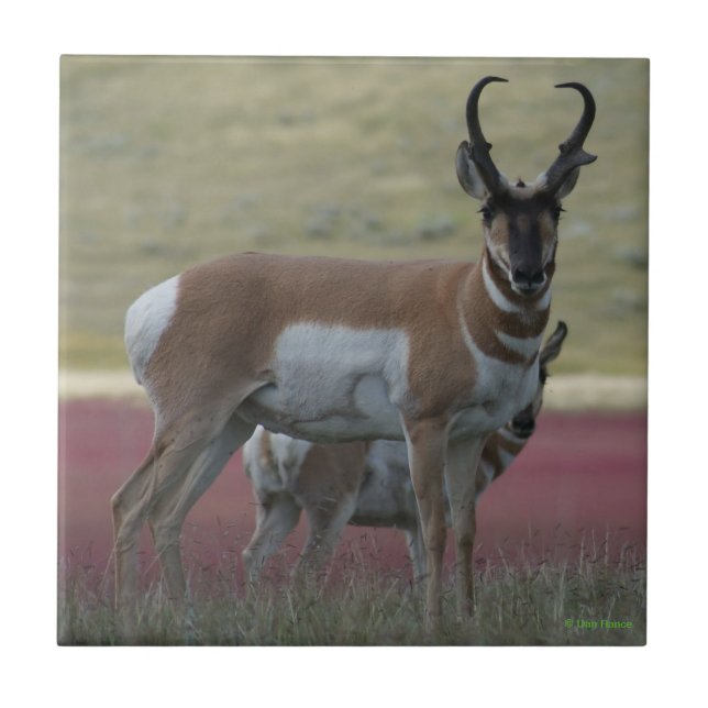Azulejo A24 Pronghorn Antelope (Frente)