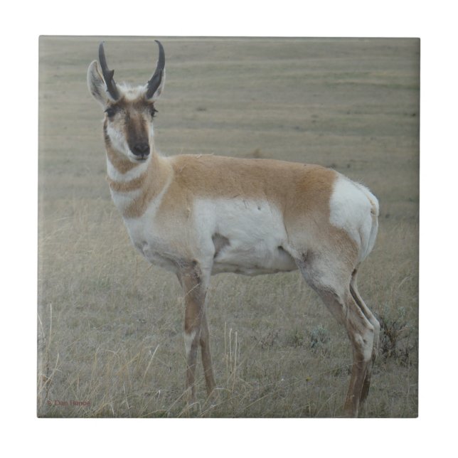 Azulejo A28 Berrendo Antilope Joven Ciervo (Frente)