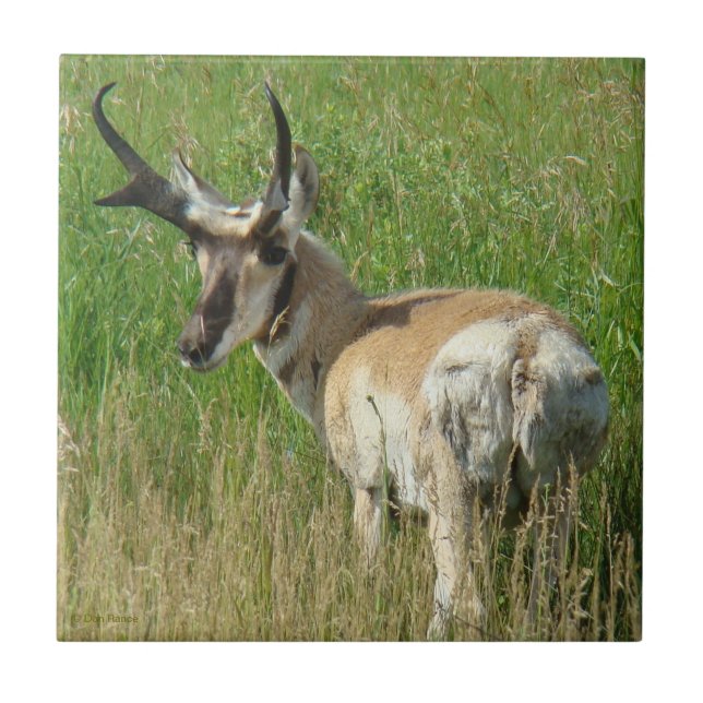 Azulejo A35 Pronghorn Antelope Buck (Frente)