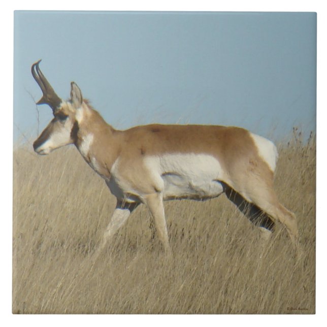 Azulejo A45a Pronghorn Antelope Buck (Frente)