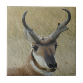 Azulejo A5 Pronghorn Antelope Big Buck Head
