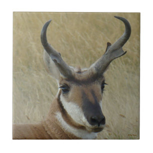 Azulejo A5 Pronghorn Antelope Big Buck Head