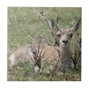 Azulejo A7 Baby Pronghorn Antelope