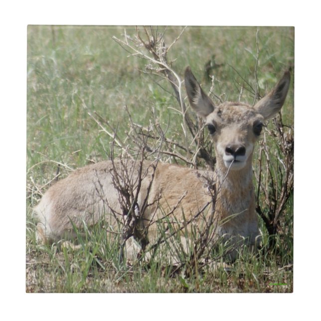 Azulejo A7 Baby Pronghorn Antelope (Frente)
