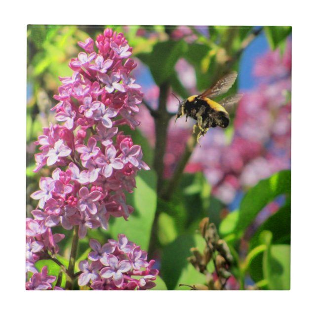 Azulejo Abeja carpintera aterrizando en lilas (Frente)