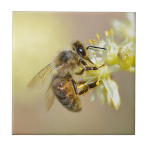 Azulejo Abeja de miel alimentada con flores