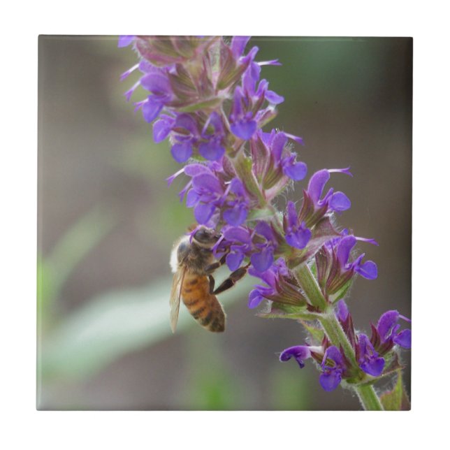 Azulejo Abeja en Salvia (Frente)