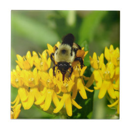 Azulejo Abeja festejando en flores silvestres de algodonci