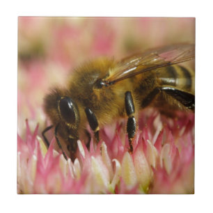Azulejo Abeja Melífera Occidental Macro
