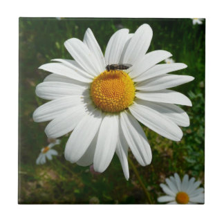 Azulejo Abeja por la foto natural de Daisy Alaskan