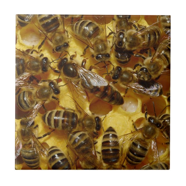 Azulejo Abejas de la miel en colmena con la reina en (Frente)