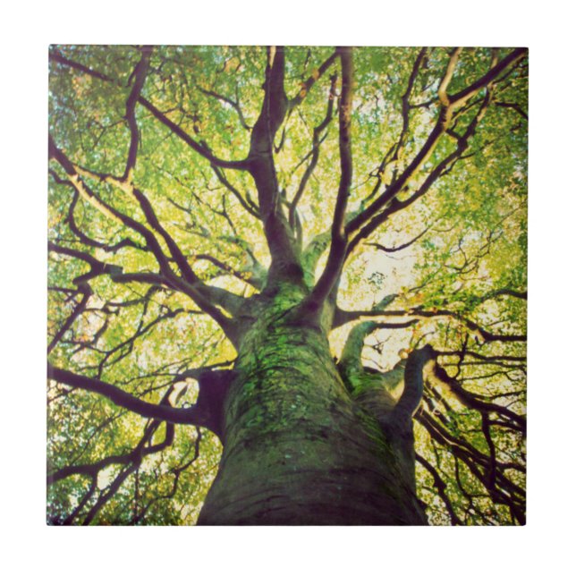 Azulejo Abrazo del árbol (Frente)