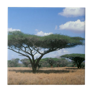Azulejo Acacia tortilis (Acacia tortilis), Mkuze