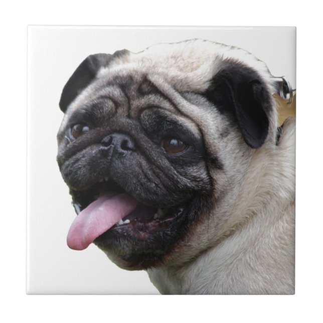 Azulejo Accesorios de foto de Pug blanco guapo, agregar no (Frente)