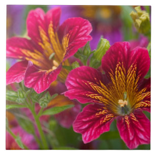 Azulejo Acercamientos en la lengua pintada de sus flores -