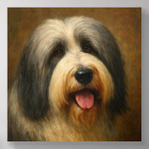 Collie Barbudo