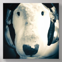 English Bull Terrier con audífonos