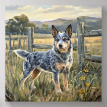 Perro Boyero Australiano