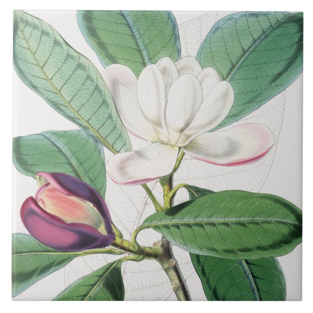 Azulejo Acuarela Magnolia Botánica Blanca y hojas verdes (Frente)