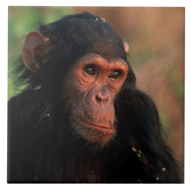 Azulejo África, África oriental, Tanzania (Frente)