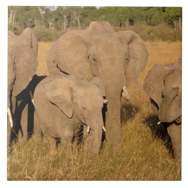 Azulejo África, Kenia, Masai Mara. Elefante Africano (Frente)