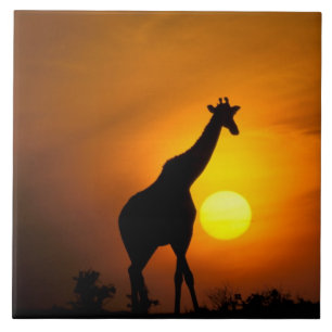Azulejo África, Kenia, Masai Mara. Jirafa (Giraffa