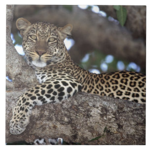 Azulejo África. Kenia. Masai Mara. Leopardo (Panthera