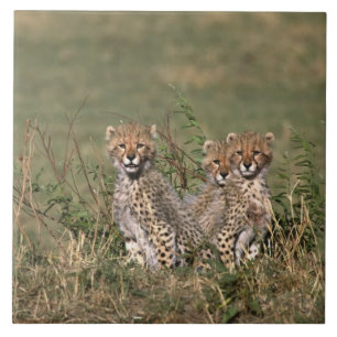 Azulejo África; Kenia; Masai Mara; Tres crías de guepardo