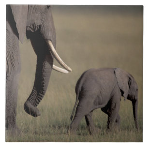 Azulejo África, Kenia, Parque Nacional de Amboseli. Africa