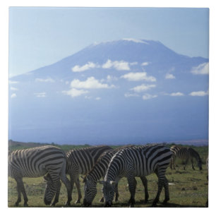 Azulejo África, Kenia, Parque Nacional de Amboseli, Manada