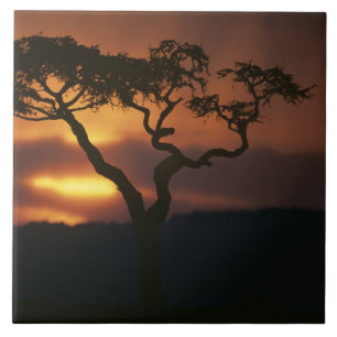 Azulejo África, Kenia, Reserva de caza Masai Mara, Atardec
