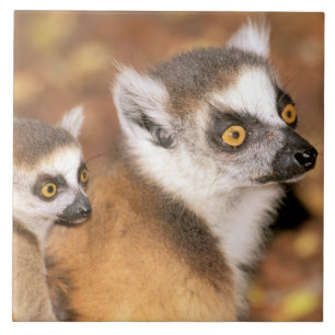 Azulejo África, Madagascar, Reserva Privada Berenty.