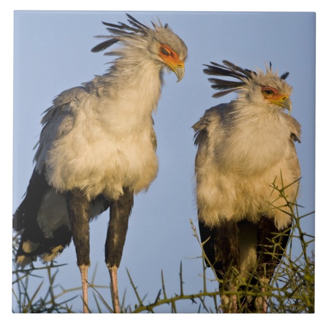 Azulejo África. Tanzania. Aves de la Secretaría en Ndutu (Frente)