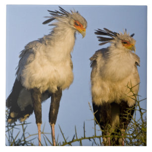 Azulejo África. Tanzania. Aves secretarias en Ndutu